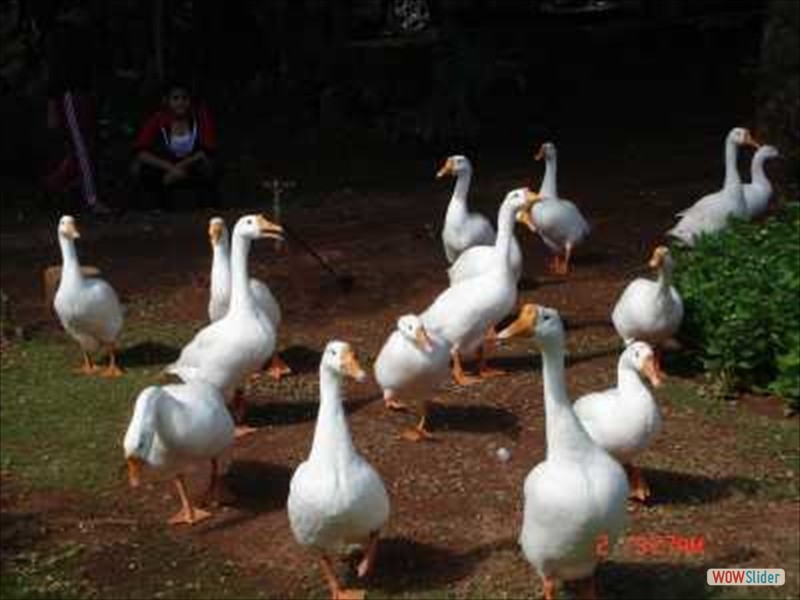 Geese at their morning walk