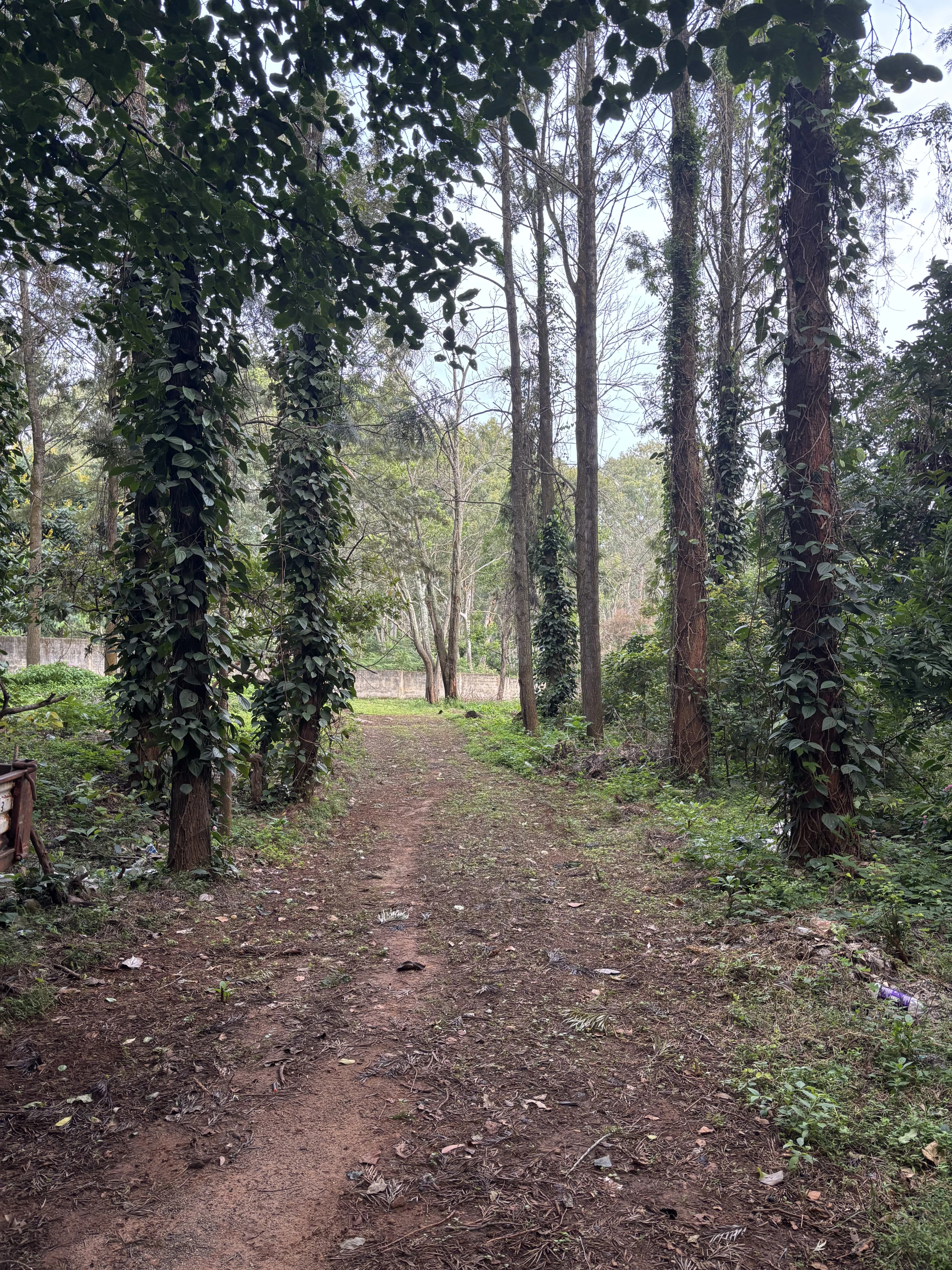 nature trail in zeenath taj garden,yelagiri