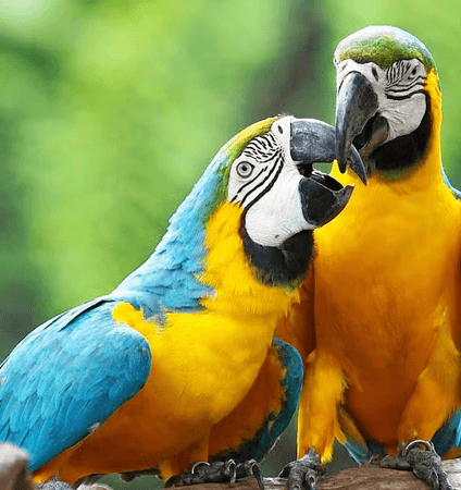 fundera bird park